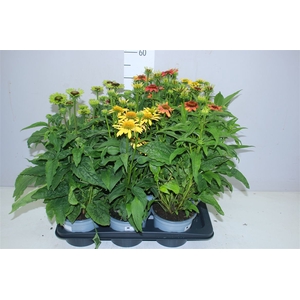 Echinacea Mooodz Gemengd