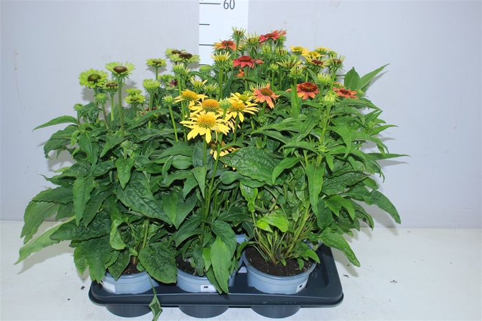 <h4>Echinacea Mooodz Gemengd</h4>
