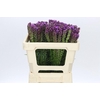 Liatris Spicata