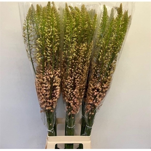 Eremurus Shelford Pink Star