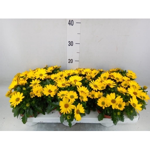 Osteospermum  'Margarita Sunset'