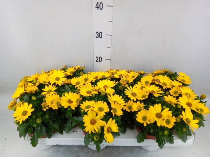 <h4>Osteospermum 'Margarita Sunset'</h4>