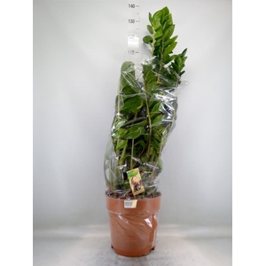 Zamioculcas zamiifolia