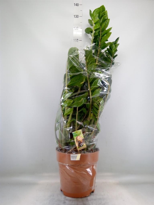 <h4>Zamioculcas zamiifolia</h4>