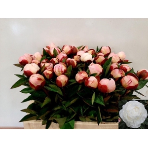 PAEONIA GARDENIA PAEO L GARDENIA
