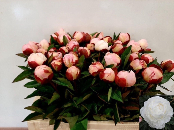 <h4>PAEONIA GARDENIA PAEO L GARDENIA</h4>