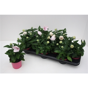 Platycodon Grandiflorus 'Astra Pink'