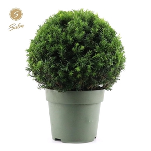 Taxus Collection Ball 50cm P33