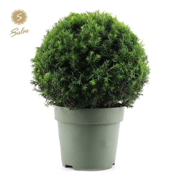 Taxus Collection Ball 50cm P33