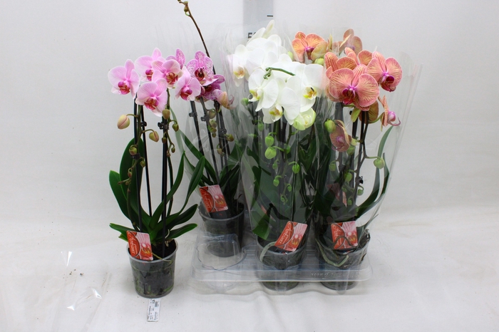 <h4>PHAL EL CASCADE</h4>