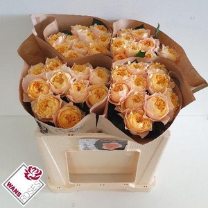 R GR GOLDEN VUVUZELA .