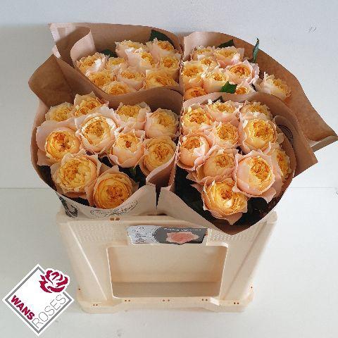 <h4>R GR GOLDEN VUVUZELA .</h4>