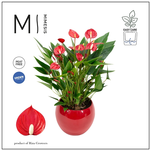 <h4>Anthurium Andreanum Grp Million Flowers Red</h4>