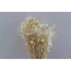 Dried Lunaria Bleached Bunch Slv