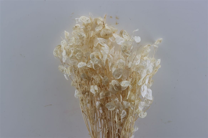 <h4>Dried Lunaria Bleached Bunch Slv</h4>