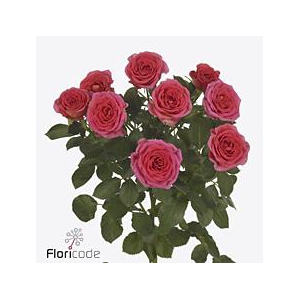 Rosa spray chimo