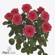 <h4>Rosa spray chimo</h4>