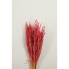 Dried Rice Oryza Pink Bunch