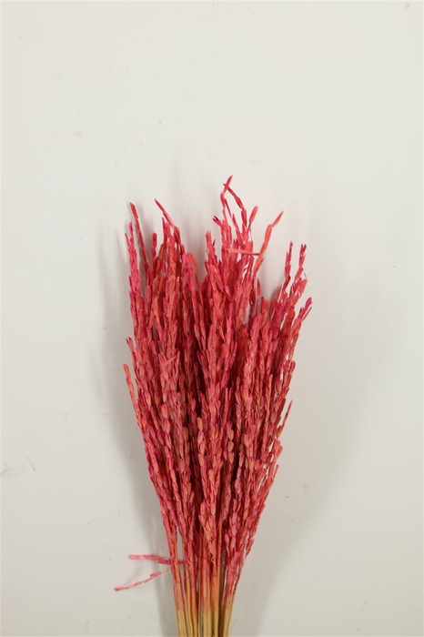 Dried Rice Oryza Pink Bunch