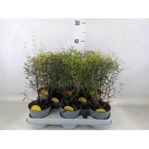Sophora prostrata 'Little Baby'