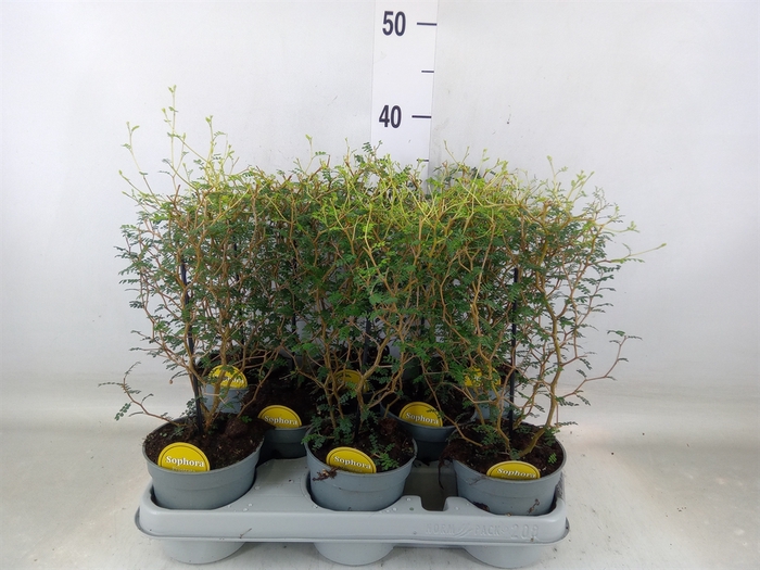 <h4>Sophora prostrata 'Little Baby'</h4>