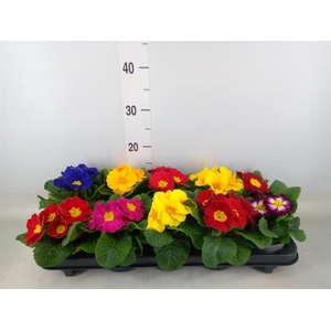 Primula ac.   ...mix