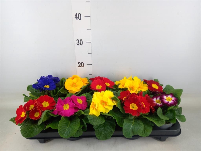 <h4>Primula ac.   ...mix</h4>