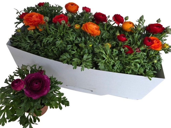 <h4>RANUN SPRINK GEM</h4>