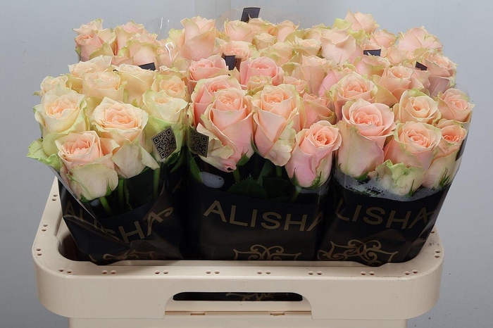 <h4>R Gr Harmony Peach</h4>