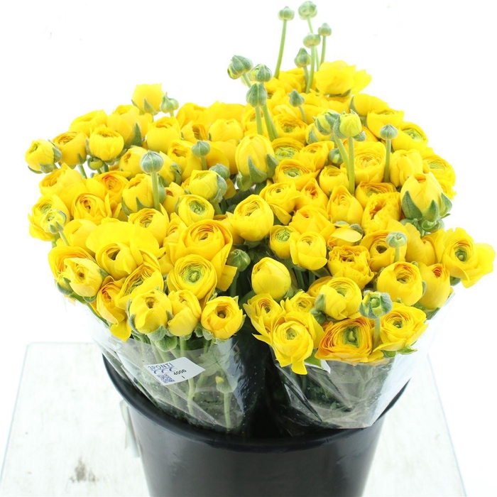 <h4>Ran El Sr Yellow Extra</h4>