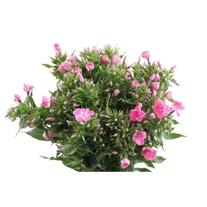 Phlox Senora Pink