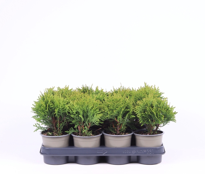 <h4>Thuja occidentalis 'Danica'</h4>