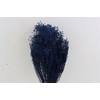 Dried Brooms Dark Blue Bunch