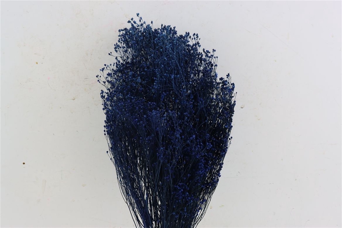 Dried Brooms Dark Blue Bunch