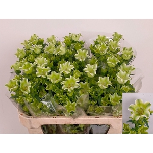 Campanula Medium 'Evergr Sngl Whit'