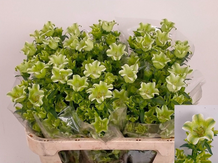 <h4>Campanula Medium 'Evergr Sngl Whit'</h4>