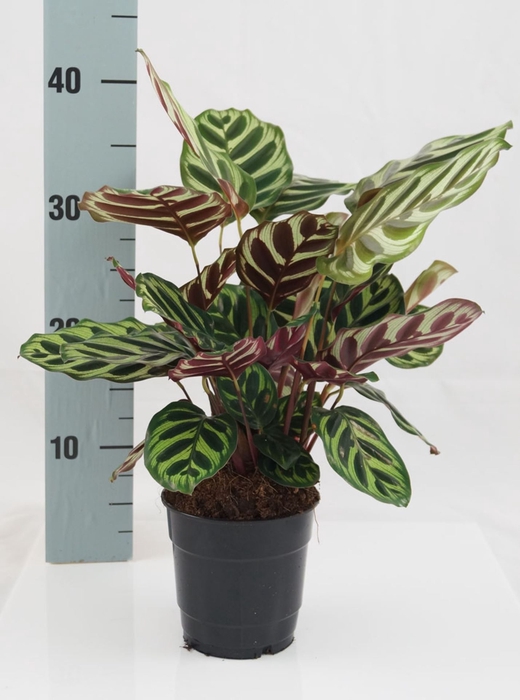 <h4>Calathea makoyana</h4>