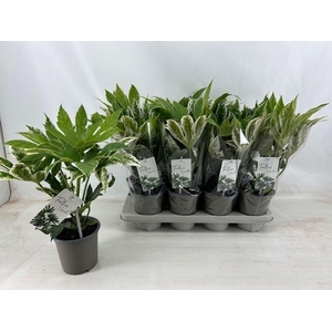 Fatsia Variegata