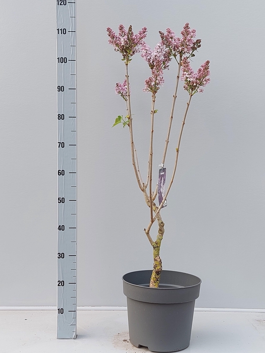 <h4>SYRI V LAVALIENSIS</h4>