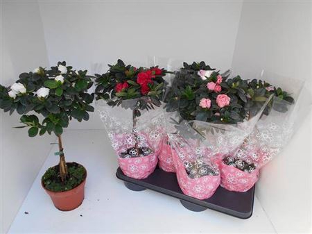 <h4>Rhodo Si Ov Stam</h4>