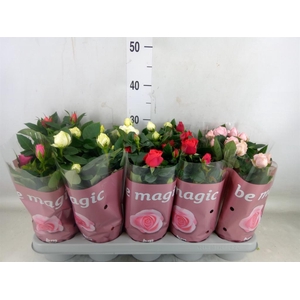 Rosa  'Beau Monde'   ...mix