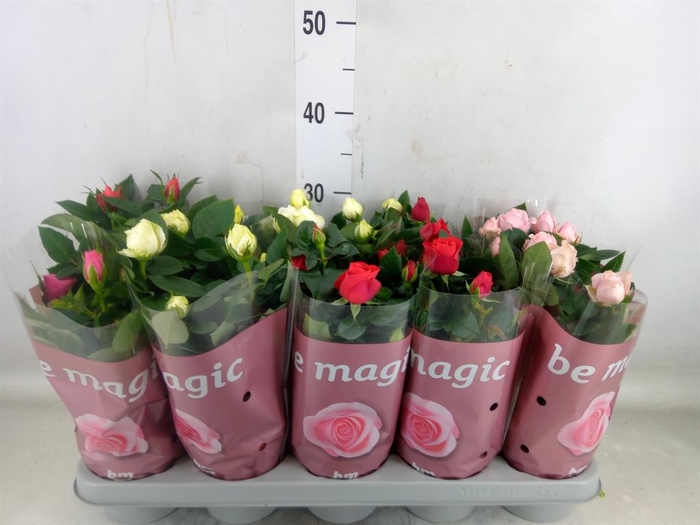 <h4>Rosa  'Beau Monde'   ...mix</h4>