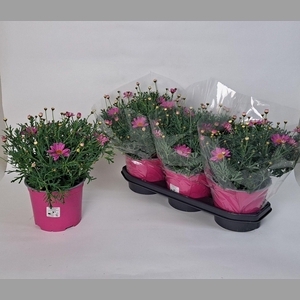 ARG SIMBA PINK + EYE