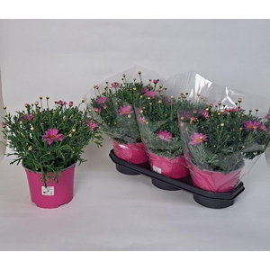 ARG SIMBA PINK + EYE