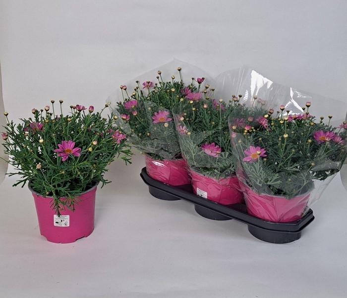 <h4>ARG SIMBA PINK + EYE</h4>