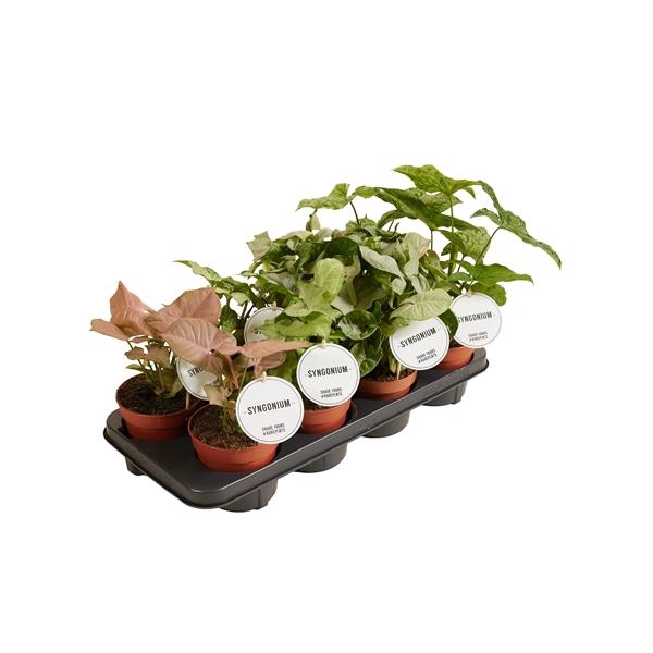 <h4>Syngonium overig</h4>