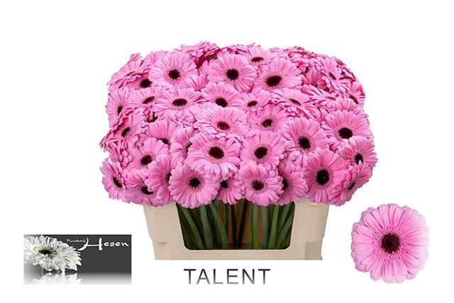 <h4>GE MI TALENT</h4>