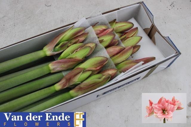 <h4>HIPP DG PINK GLORY</h4>