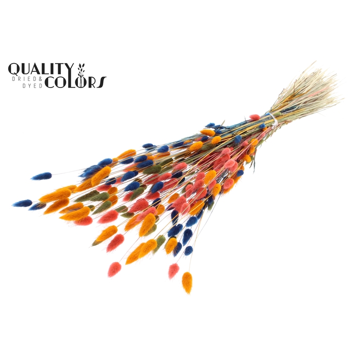 <h4>Lagurus per bunch Colourful 6</h4>