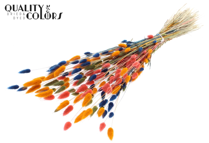 Lagurus per bunch Colourful 6